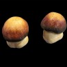 Pair of mushrooms 