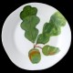 Oak dinner plate D 28 cm